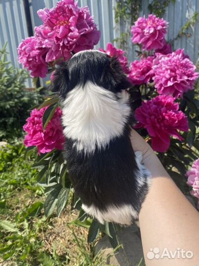 Бивер кобель