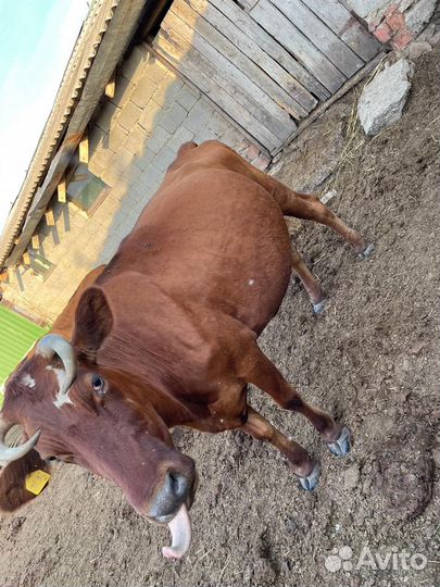 Продаю коровы