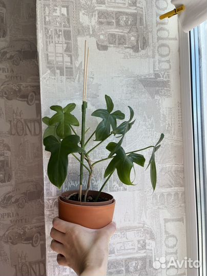 Филодендрон