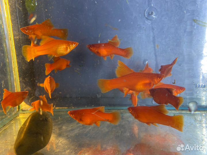 Меченосцы брокколи