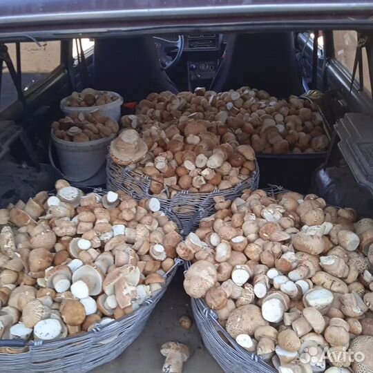 Грибы белые сушеные Алтайские