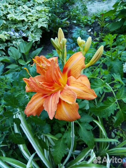 Садовые цветы