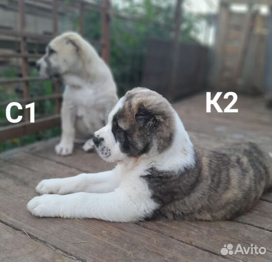 Среднеазиатская овчарка, сао, Алабай