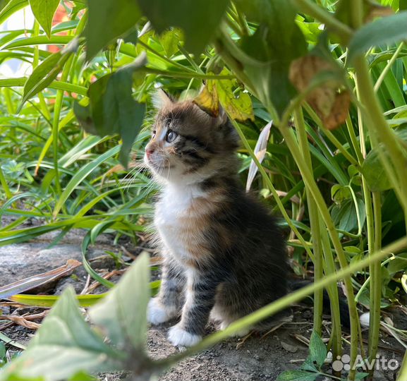 Кошечка мышеловка кошка трехцветная