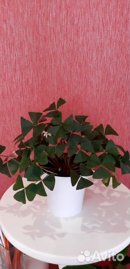 Комнатный цветок, кислица /оксалис