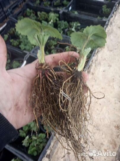 Саженцы клубники