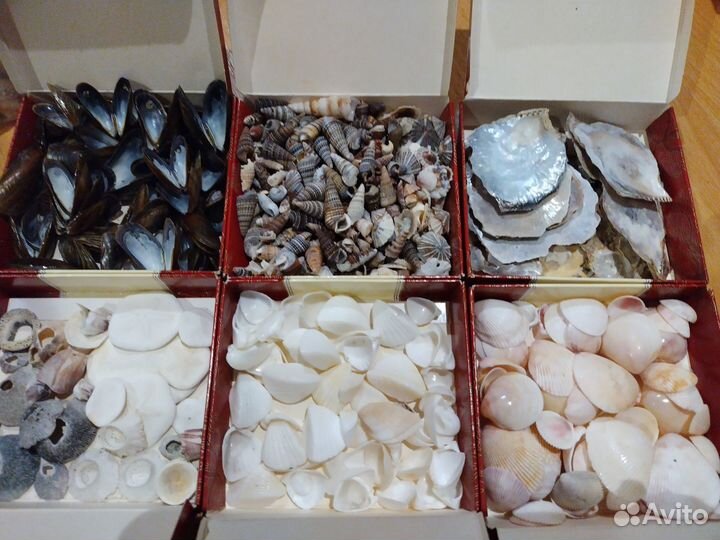 Ракушки тропических и северных морей