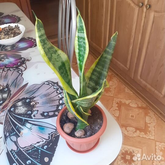 Сансевиерия сортовая