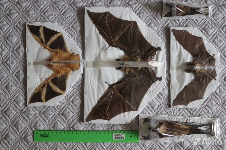 Тропические бабочки, жуки и др. насекомые в рамках