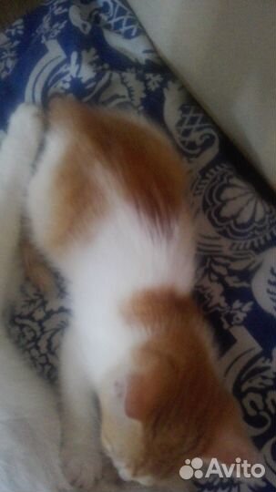 Отдаю котёнка в хорошие руки