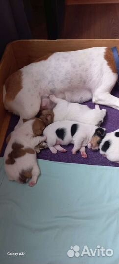 Щенки джек Рассел терьер