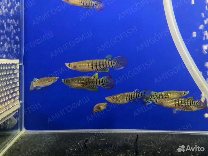 Щучка Аплохейлус линеатус (Aplocheilus lineatus)