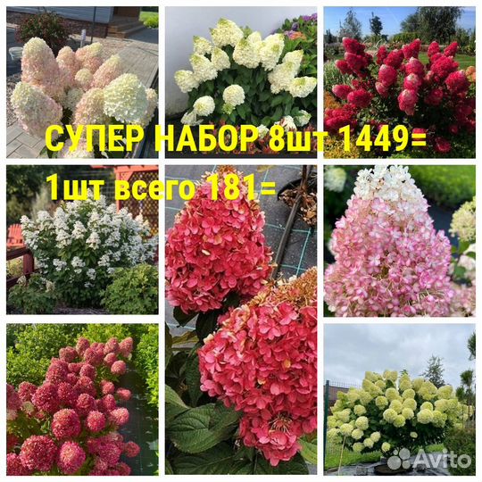 Гортензии 8шт Супер набор