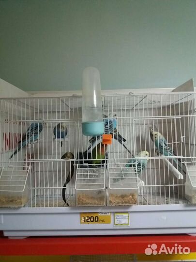 Попугай волнистый и клетки