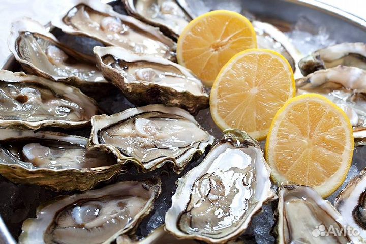Устрицы оптом и в розницу