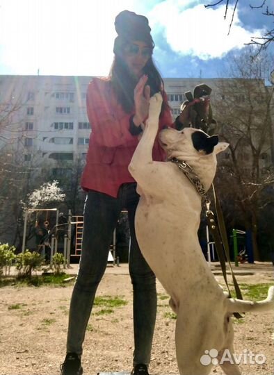 Амстаф крупный вязка