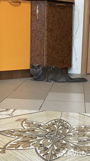 Кошка