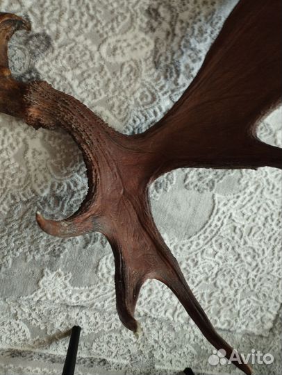 Продам рога лося