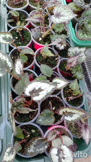 Бегония декоративно лиственная почтой