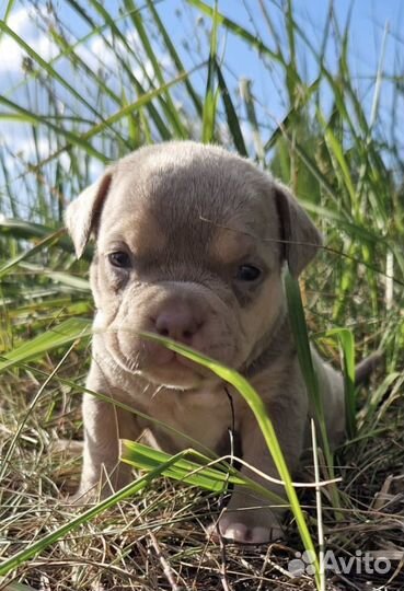 Лиловый триколор малышка бомба