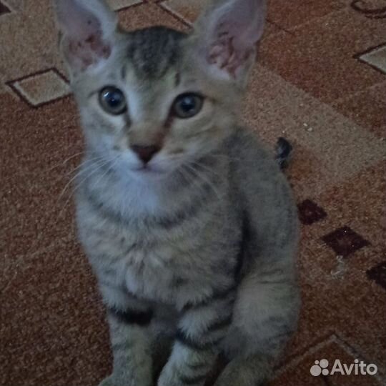 Кошка в дар бесплатно