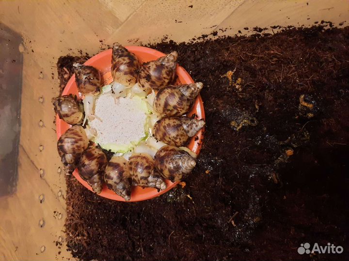 Улитки Ахатины (разные виды)