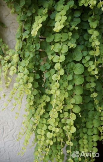 Вербейник монетчатый (точечный)