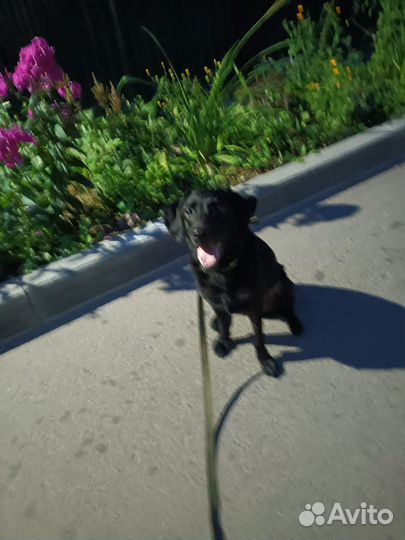 Собака в добрые руки