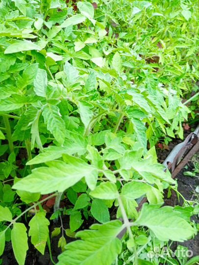 Рассада помидор и перцев