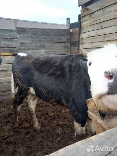 Телки молодняк