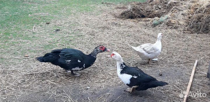 Селезень индоутки