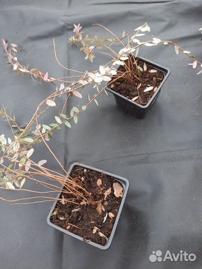 Брусника клюква