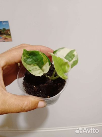 Сциндапсус марбл квин хэппи лиф Н джой