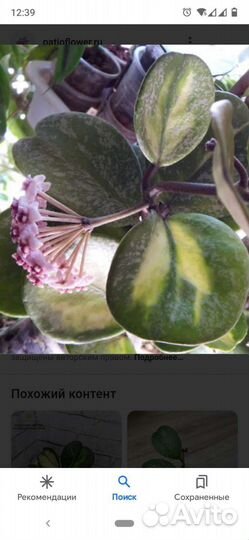 Хойя Обовата, лакуноза, и другие