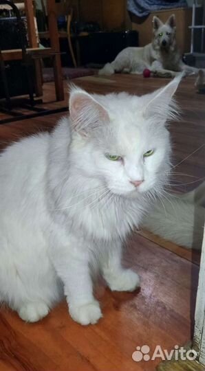 Мейн-кун белый