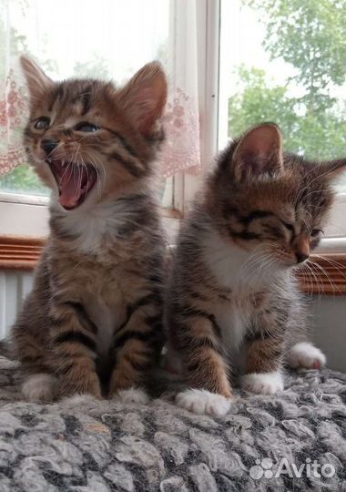 Кошки в добрые руки бесплатно