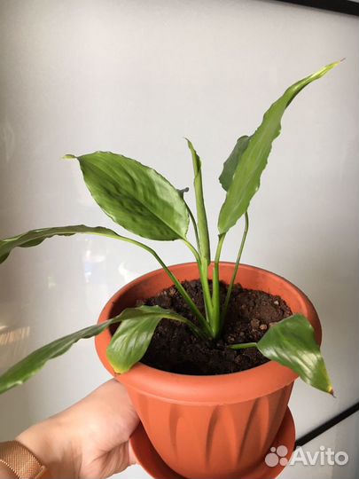 Спатифиллум(женское счастье)