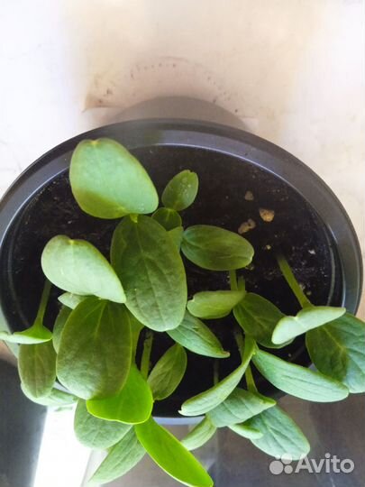 Рассада огурцов