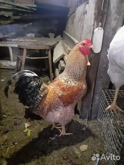 Петухи домашние