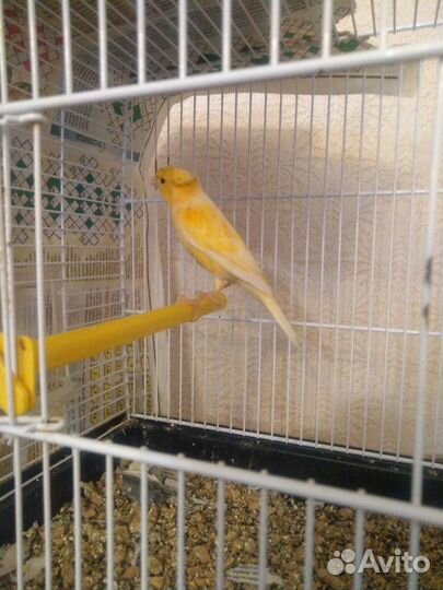 Кенара и канарейки