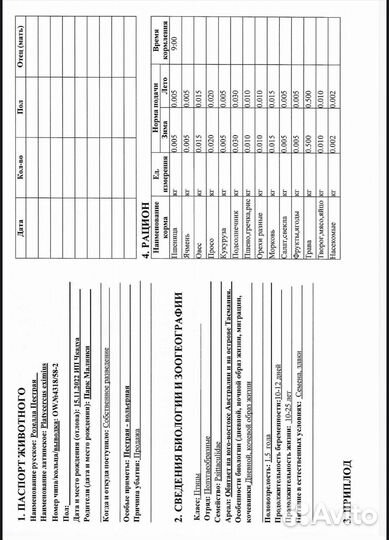 Попугай розела с клеткой