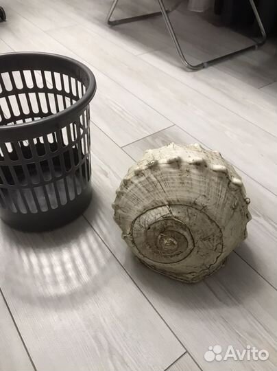 Большая морская раковина