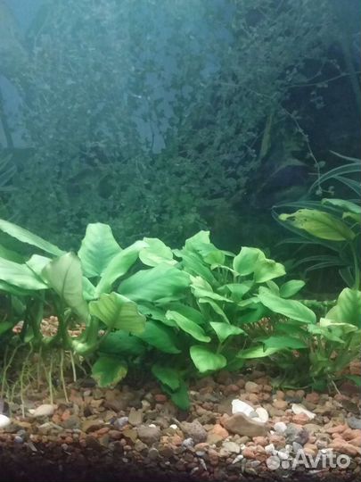 Аквариумное растение