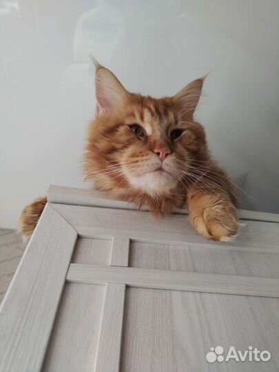 Мейн-кун вязка