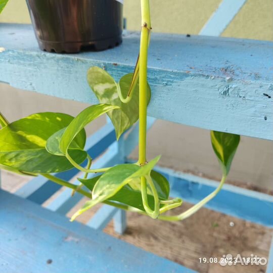 Сциндапсус эпипремнум
