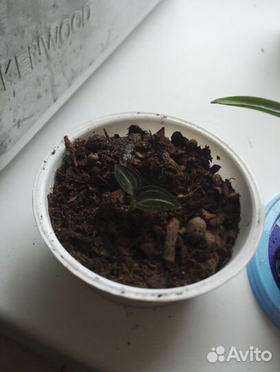 Фикус орхидея лудизия шефлера кордилина фиалки