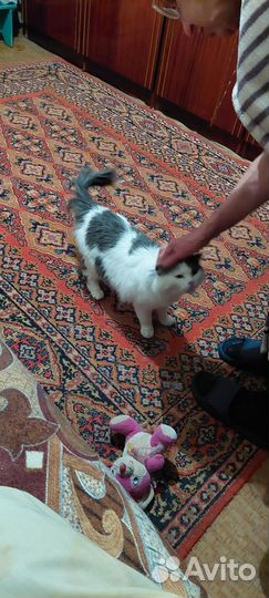 Кошки в добрые руки бесплатно