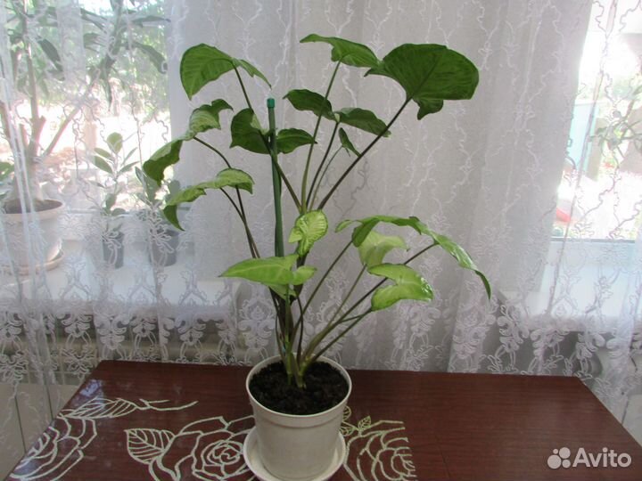 Продам цветы комнатные