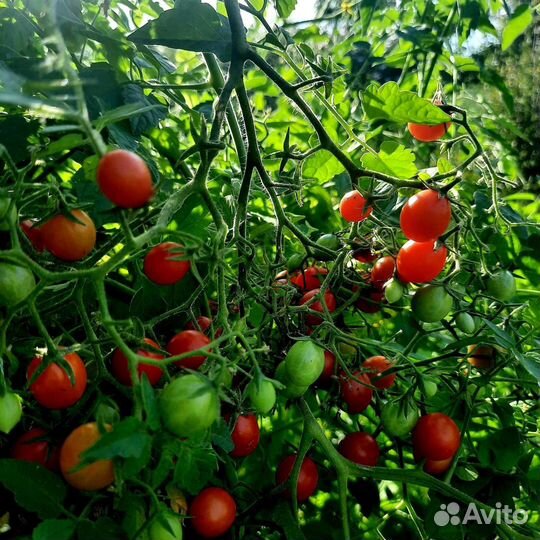 Семена сортовых томатов