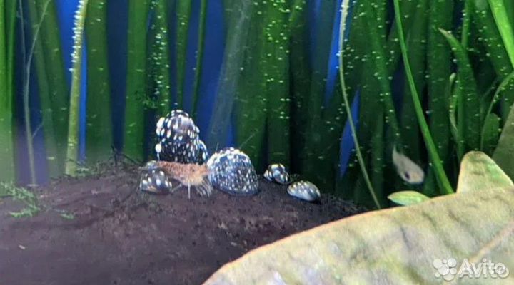 Теодоксус улитка